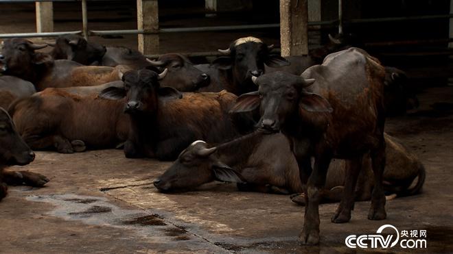 �¸���(j��ng)