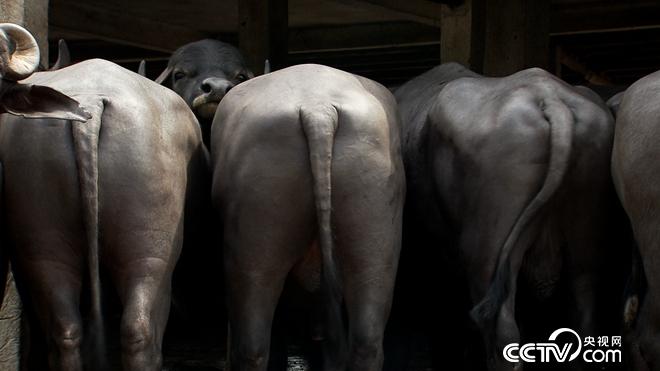 �¸���(j��ng)