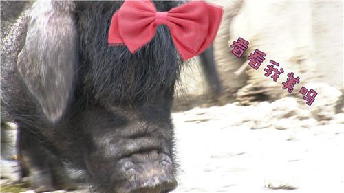 致富經(jīng):騙回藏香豬 一斤能賣一百多(20170815)