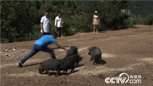 致富經(jīng):騙回藏香豬 一斤能賣一百多(20170815)