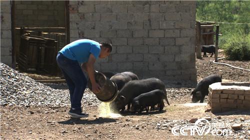 致富經(jīng):騙回藏香豬 一斤能賣一百多(20170815)