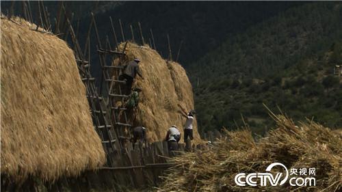 致富經(jīng):騙回藏香豬 一斤能賣一百多(20170815)