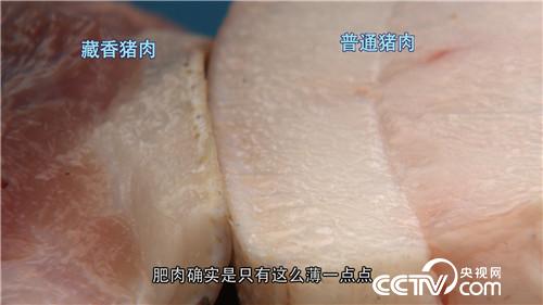 致富經(jīng):騙回藏香豬 一斤能賣一百多(20170815)