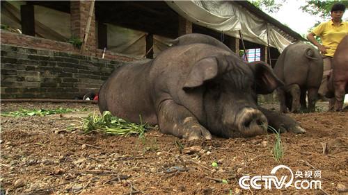 [�¸���(j��ng)]�B�r7��� �����µ� ���sٍ���X 20180820 