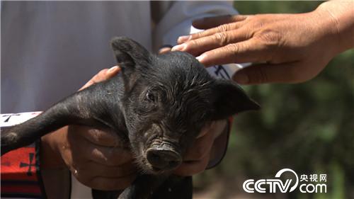 致富經(jīng):騙回藏香豬 一斤能賣一百多(20170815)