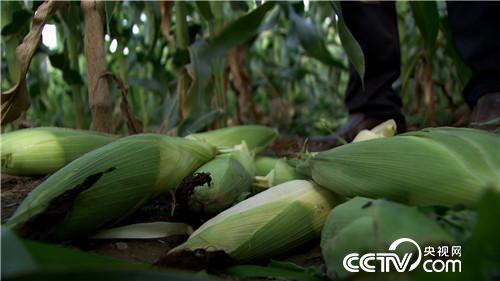 [�¸���(j��ng)]�������������u �U���u��һ�|�� 20180830 